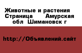  Животные и растения - Страница 22 . Амурская обл.,Шимановск г.